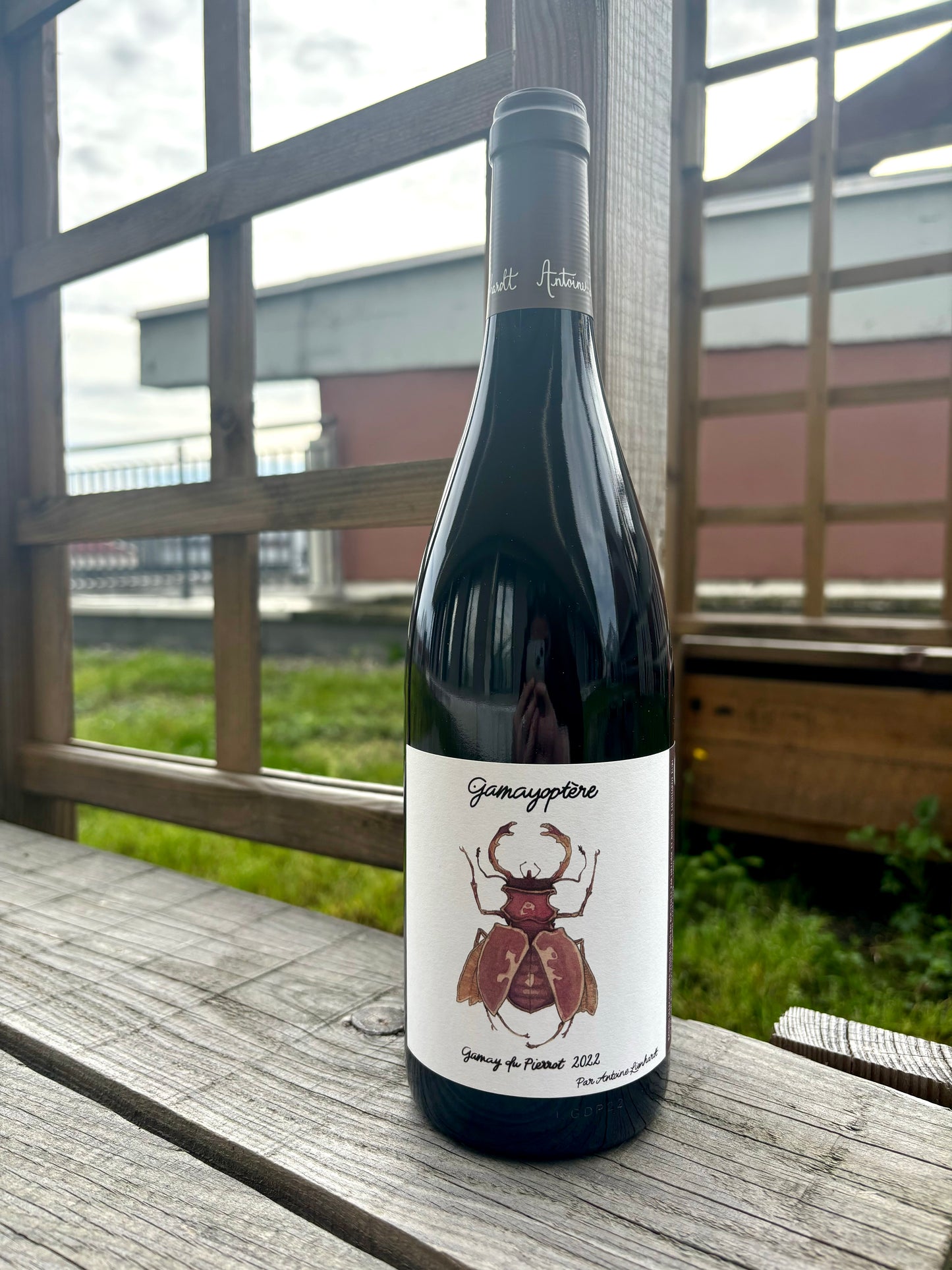 Antoine Lienhardt, Gamayoptère 2022, Bourgogne