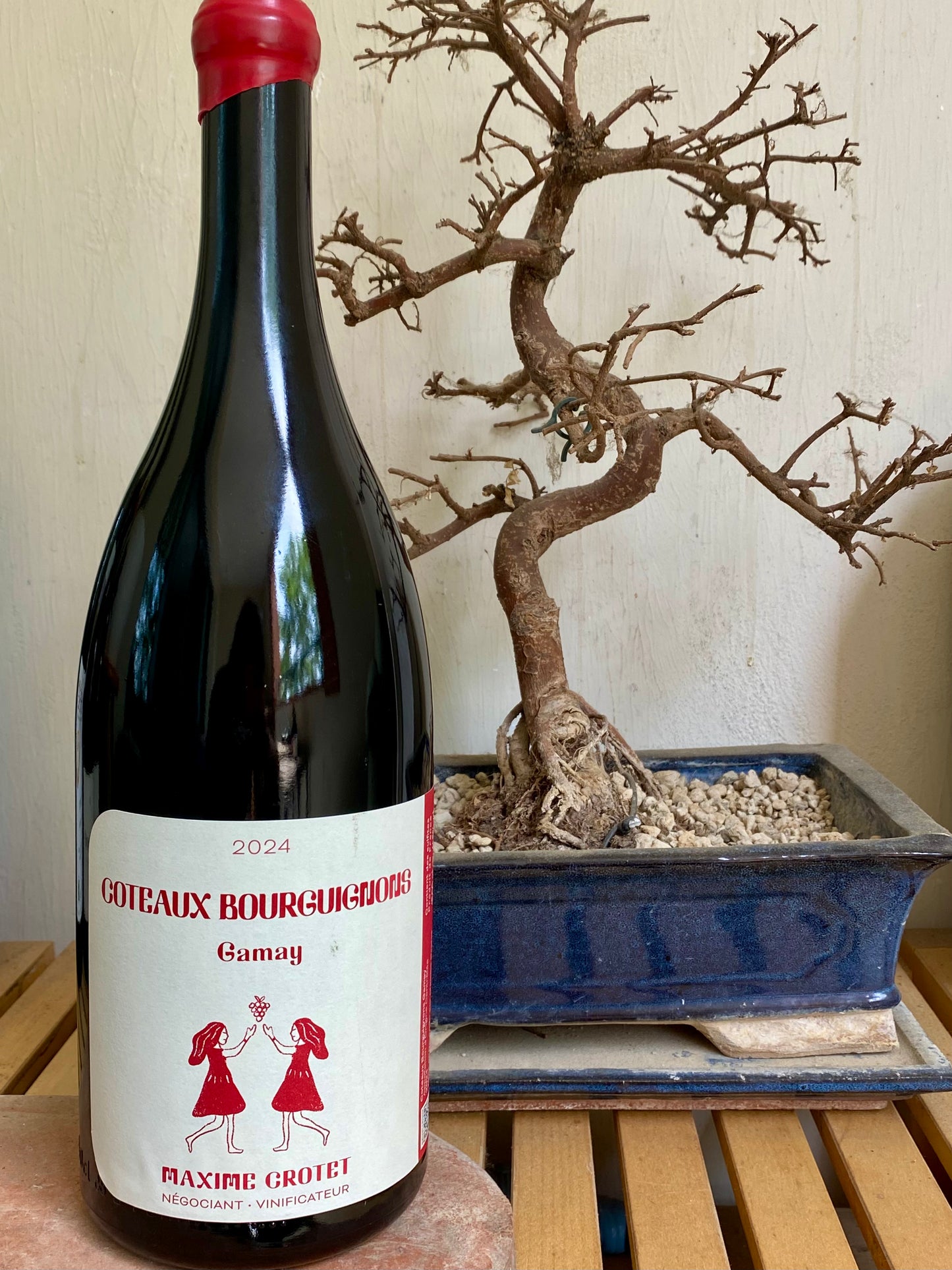 Maxime Crotet, Coteaux Bourguignon 2024, MAGNUM, Bourgogne